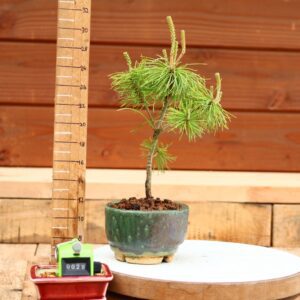 Pinus parviflora n°29 - Pin blanc du Japon