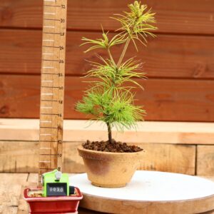 Pinus parviflora n°30 - Pin blanc du Japon