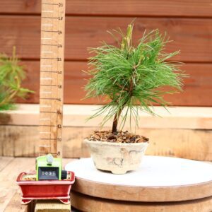 Pinus parviflora n°31 - Pin blanc du Japon