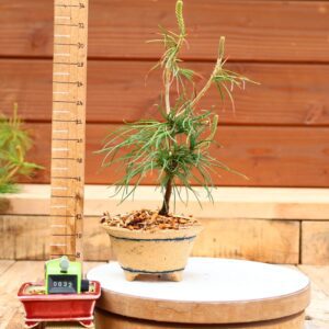 Pinus parviflora n°32 - Pin blanc du Japon