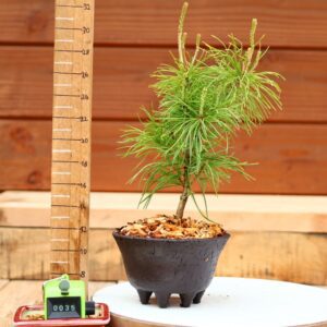 Pinus parviflora n°35 - Pin blanc du Japon