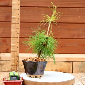 Pinus parviflora n°38 - Pin blanc du Japon