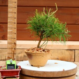 Pinus parviflora n°41 - Pin blanc du Japon