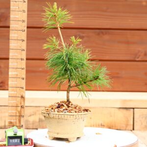 Pinus parviflora n°42 - Pin blanc du Japon