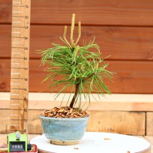 Pinus parviflora n°43 - Pin blanc du Japon