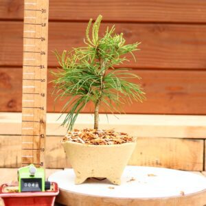 Pinus parviflora n°44 - Pin blanc du Japon