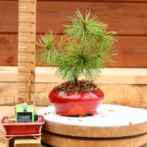 Pinus parviflora n°47 - Pin blanc du Japon