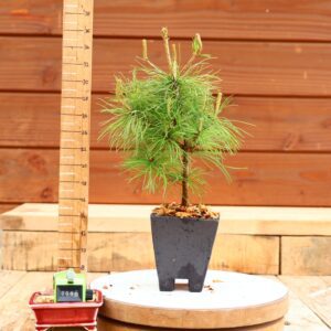 Pinus parviflora n°60 - Pin blanc du Japon
