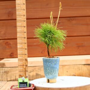 Pinus parviflora n°66 - Pin blanc du Japon