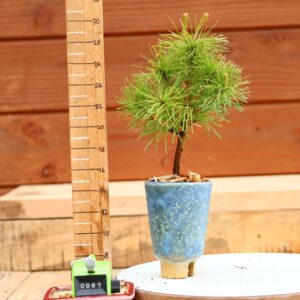 Pinus parviflora n°67 - Pin blanc du Japon