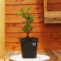 Quercus garryana - Chêne de Garry n°11