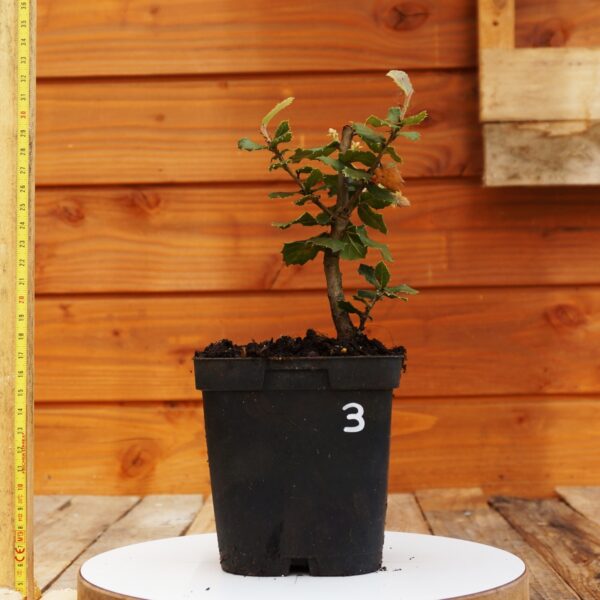 Quercus ilex - Chêne vert n°3