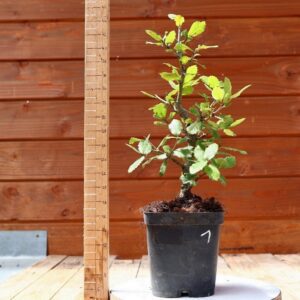 Quercus ilex - Chêne vert n°01