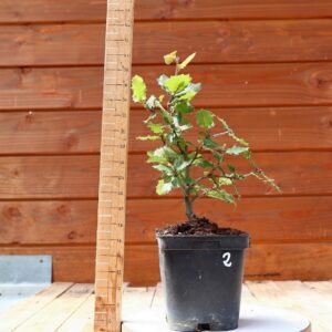 Quercus ilex - Chêne vert n°02