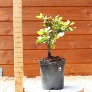 Quercus ilex - Chêne vert n°03