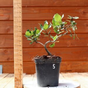 Quercus ilex - Chêne vert n°05