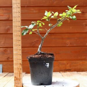 Quercus ilex - Chêne vert n°07