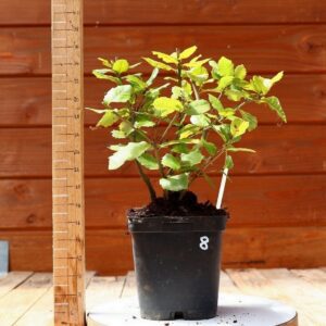 Quercus ilex - Chêne vert n°08