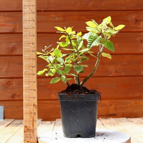 Quercus ilex - Chêne vert n°12 – Image 2
