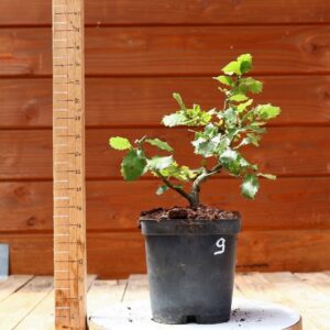 Quercus ilex - Chêne vert n°09