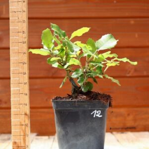 Quercus ilex - Chêne vert n°12