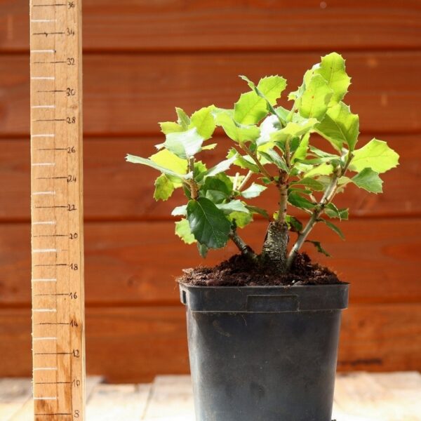 Quercus ilex - Chêne vert n°12 – Image 11