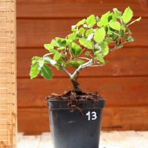 Quercus ilex - Chêne vert n°13