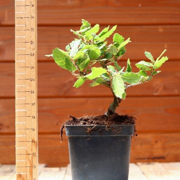 Quercus ilex - Chêne vert n°13 – Image 10