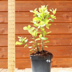 Quercus ilex - Chêne vert n°14