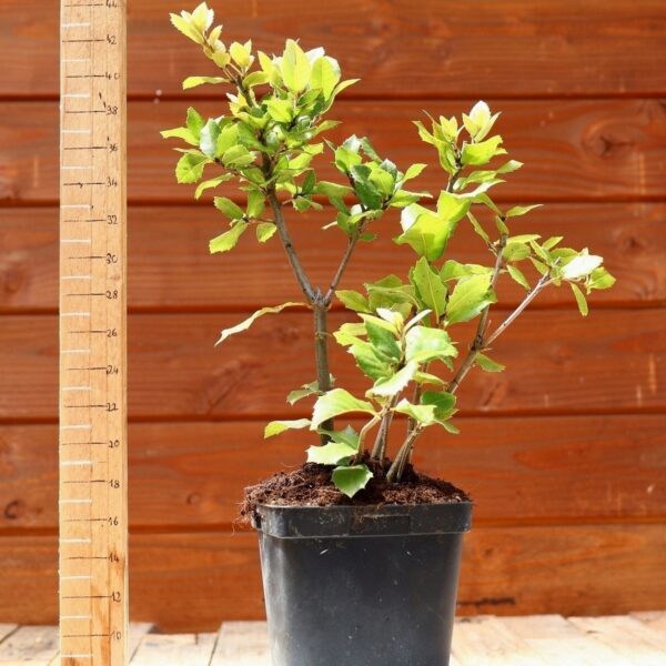 Quercus ilex - Chêne vert n°14 – Image 2