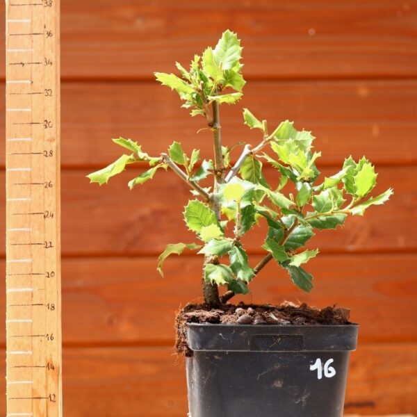 Quercus ilex - Chêne vert n°16