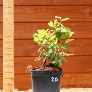 Quercus ilex - Chêne vert n°20