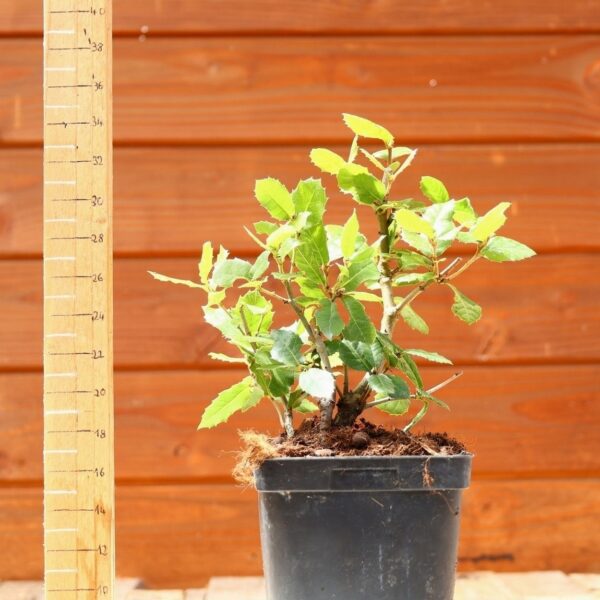 Quercus ilex - Chêne vert n°20 – Image 2