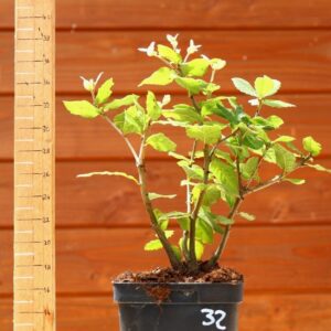 Quercus ilex - Chêne vert n°32