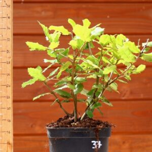 Quercus ilex - Chêne vert n°37