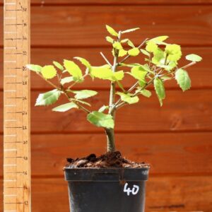 Quercus ilex - Chêne vert n°40