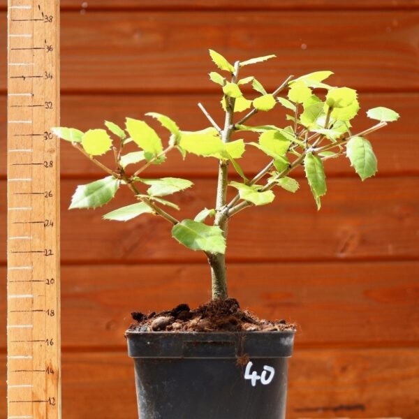 Quercus ilex - Chêne vert n°40