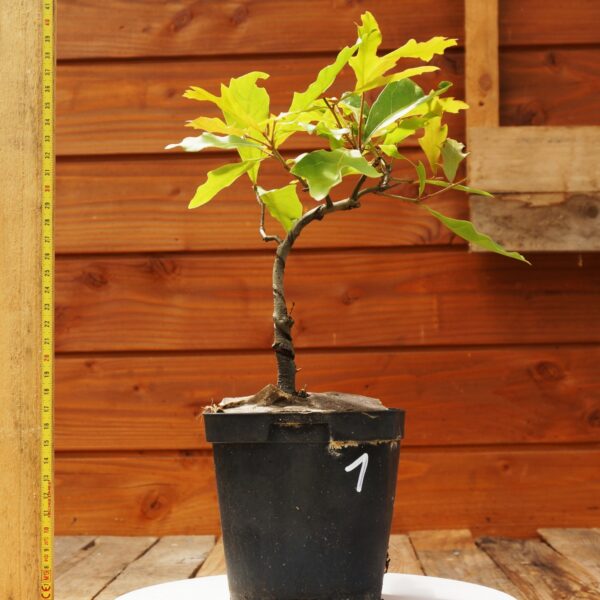Quercus nigra - Chêne aquatique n°1 – Image 2