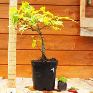 Quercus nigra - Chêne aquatique n°1