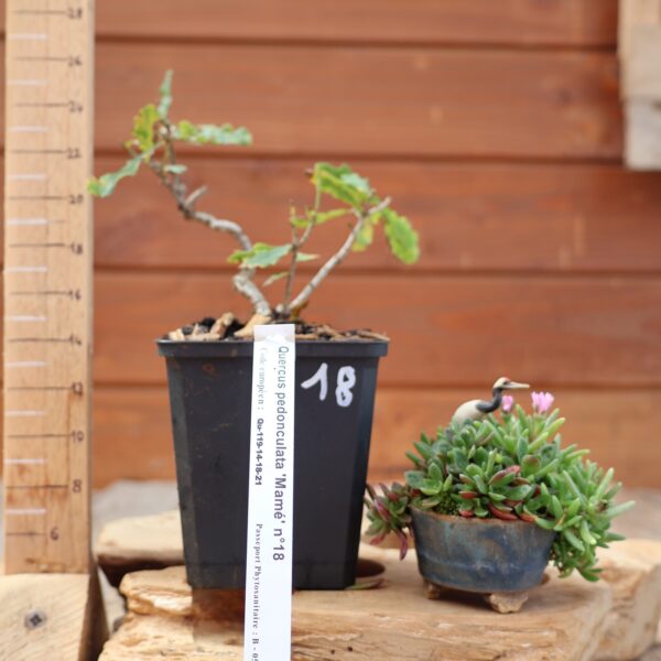Quercus pedonculata - Chêne pédonculé n°18 – Image 3
