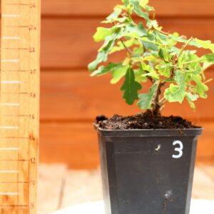 Quercus pedonculata - Chêne pédonculé n°03