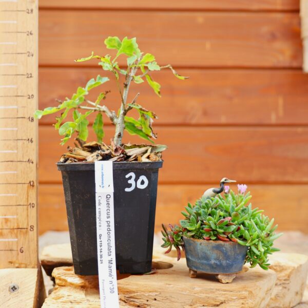 Quercus pedonculata - Chêne pédonculé n°30 – Image 2
