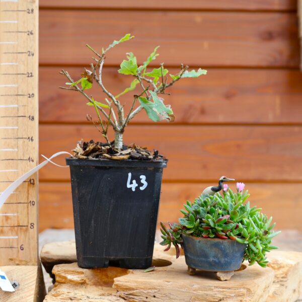 Quercus pedonculata - Chêne pédonculé n°43 – Image 3