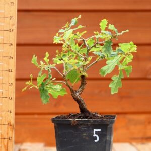 Quercus pedonculata - Chêne pédonculé n°05