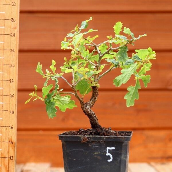 Quercus pedonculata - Chêne pédonculé n°05