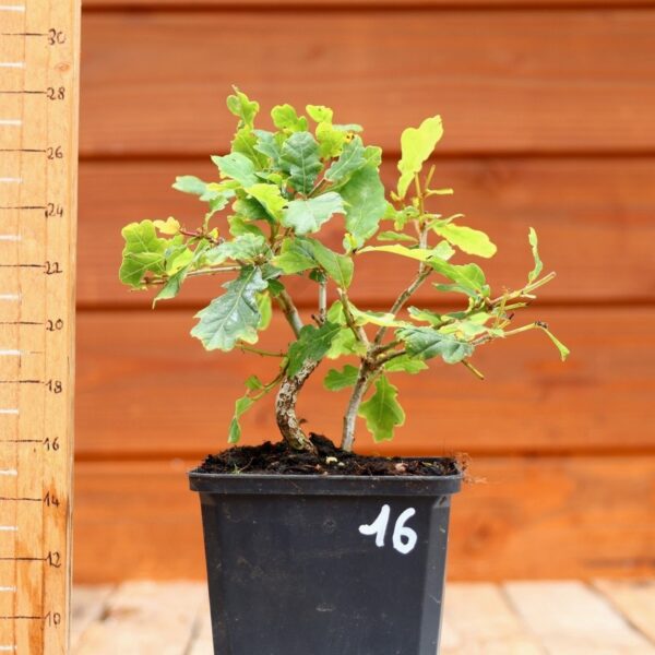 Quercus pedonculata - Chêne pédonculé n°16