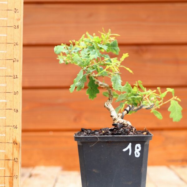 Quercus pedonculata - Chêne pédonculé n°18