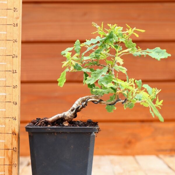 Quercus pedonculata - Chêne pédonculé n°18 – Image 2