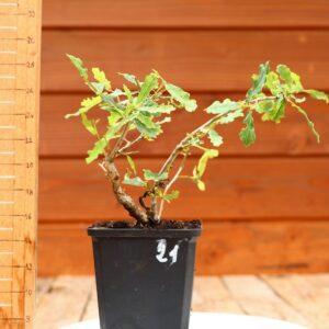 Quercus pedonculata - Chêne pédonculé n°21
