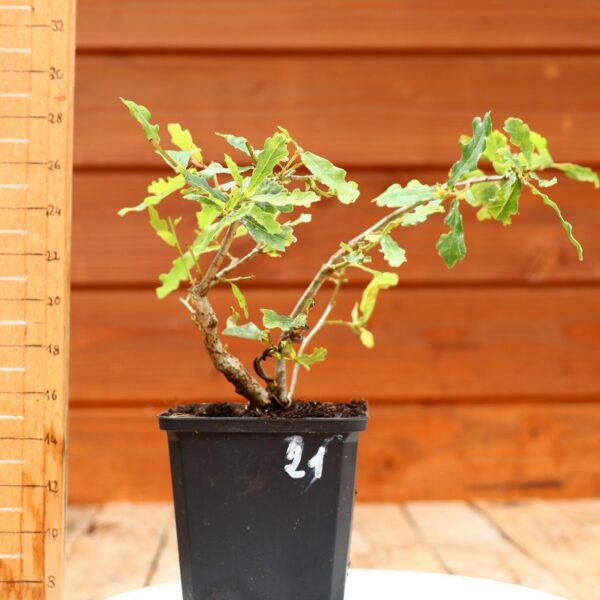 Quercus pedonculata - Chêne pédonculé n°21